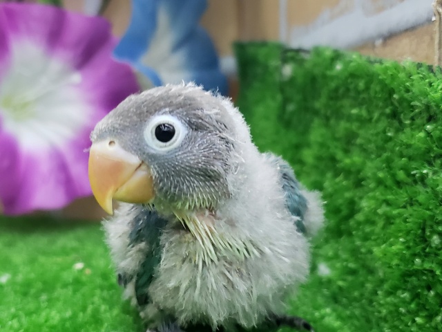 ブルーボタンインコ