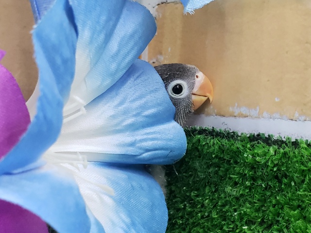 ブルーボタンインコ