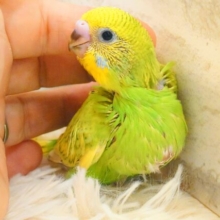 夏のお友だちっ☆　セキセイインコ　スパングル〜〜
