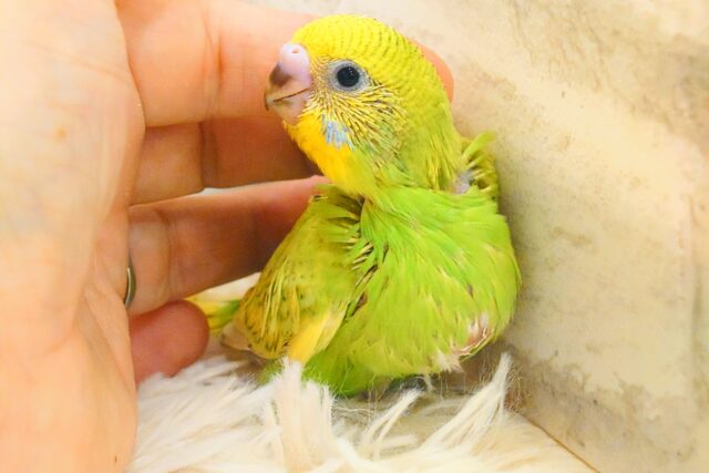 夏のお友だちっ☆　セキセイインコ　スパングル〜〜