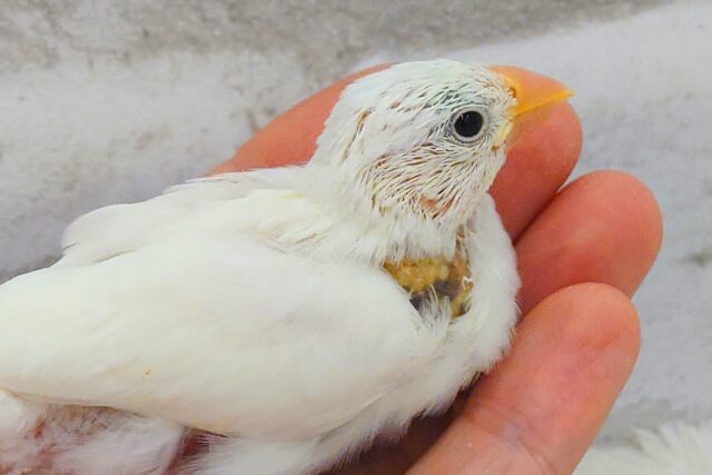 最新画像になります☆　大きなお口がアピール♫　お家にいくーっとぉ～～　白文鳥～～