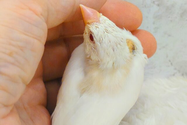 アルビノ文鳥