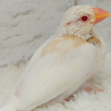 最新画像になります☆　満を持して　とうじょうっ♬　アルビノ文鳥～～