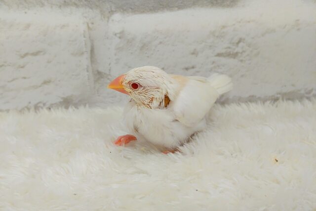 アルビノ文鳥