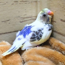 羽根に蝶な羽根風〜斑紋〜〜　セキセイインコ　四色ハルクイン〜〜