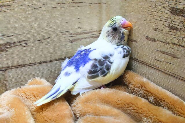 羽根に蝶な羽根風〜斑紋〜〜　セキセイインコ　四色ハルクイン〜〜