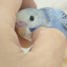 最新画像になります☆　へんしん～♪おめめきゅるるんっ♡セキセイインコ(オパーリン) ヒナ
