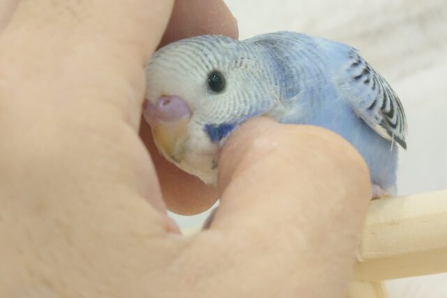 最新画像になります☆　へんしん～♪おめめきゅるるんっ♡セキセイインコ(オパーリン) ヒナ