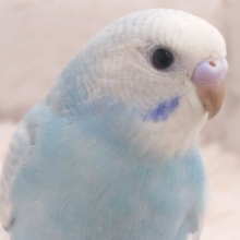 最新画像になります☆　モデルポーズが得意なのっ♬*°セキセイインコ(スパングル) ヒナ