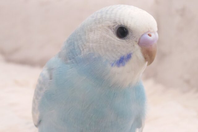 最新画像になります☆　モデルポーズが得意なのっ♬*°セキセイインコ(スパングル) ヒナ