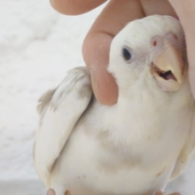 最新画像になります☆　ふんわり柔らか🫧甘いマスクが目印です💫オカメインコ(WFシナモンパイド) ヒナ
