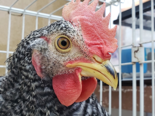 最新画像あり⭐️立派な見た目に成長です🖤ブリモスロック