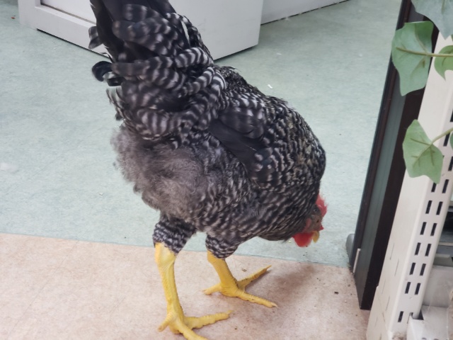 ブリモスロック