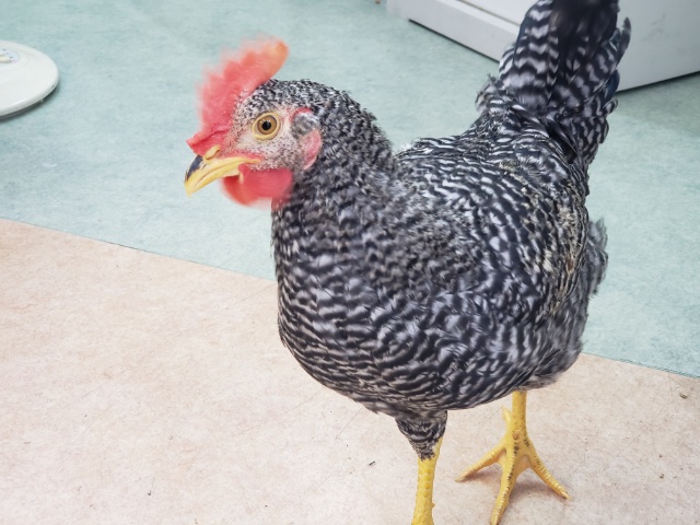 ブリモスロック