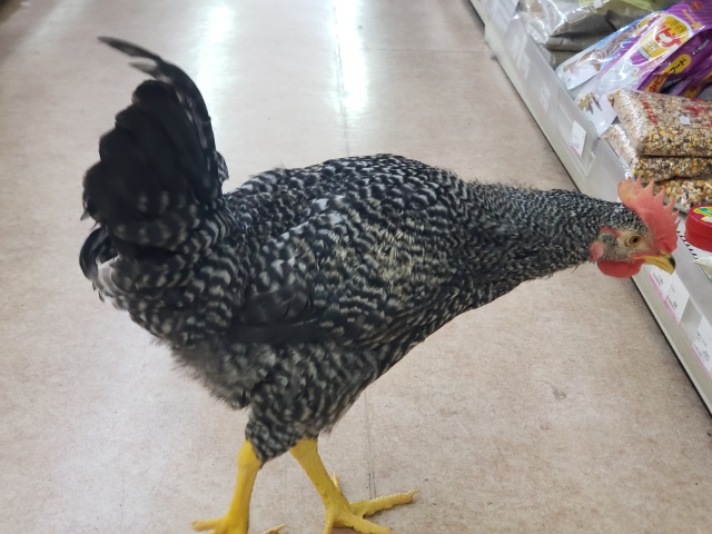 ブリモスロック