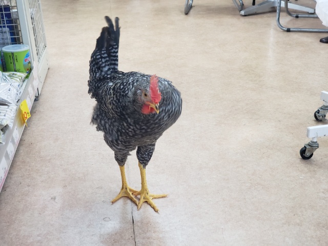 ブリモスロック