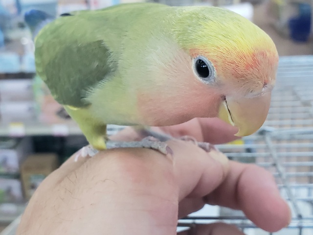 コザクラインコ（小桜インコ）