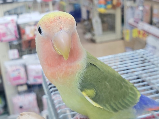 コザクラインコ（小桜インコ）