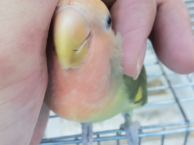 コザクラインコ（小桜インコ）