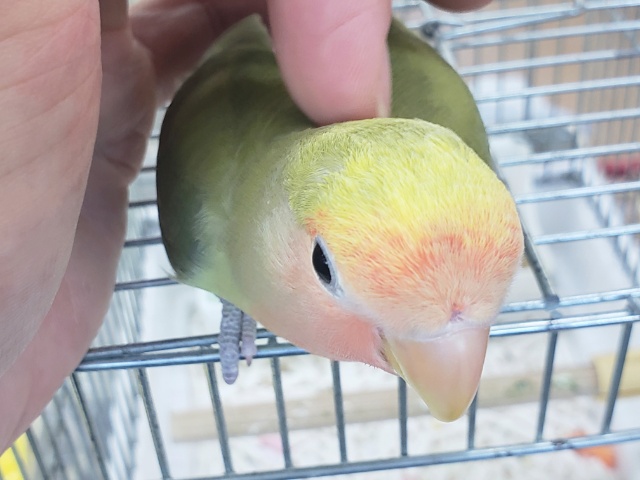 コザクラインコ（小桜インコ）