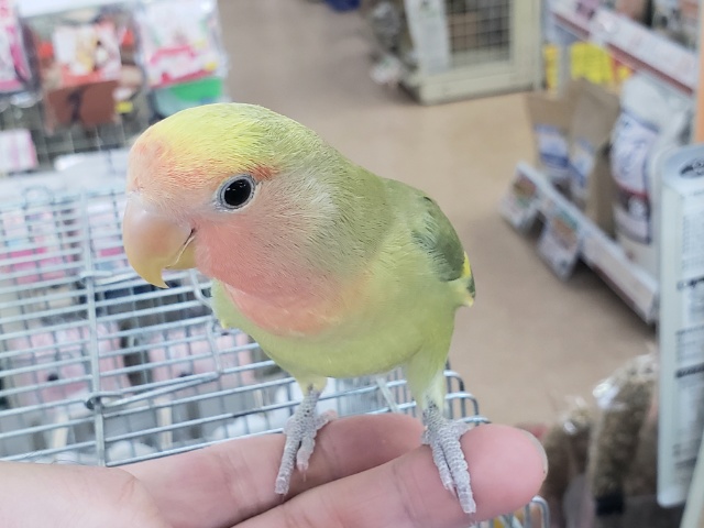 コザクラインコ（小桜インコ）