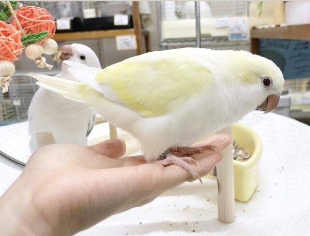 オキナインコ