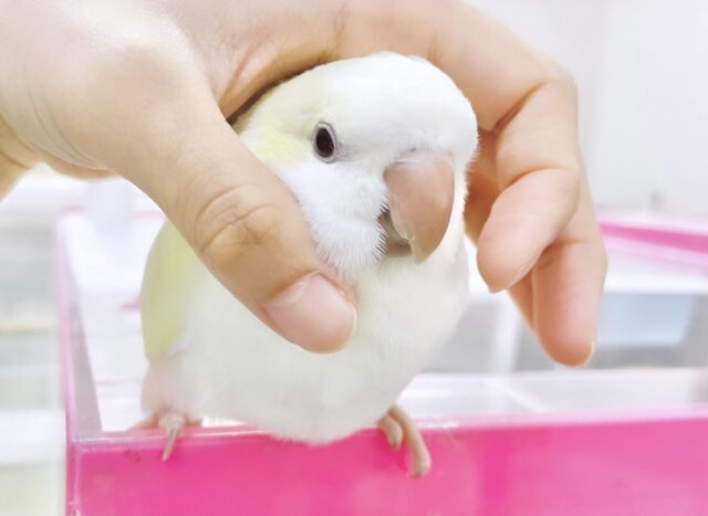 オキナインコ