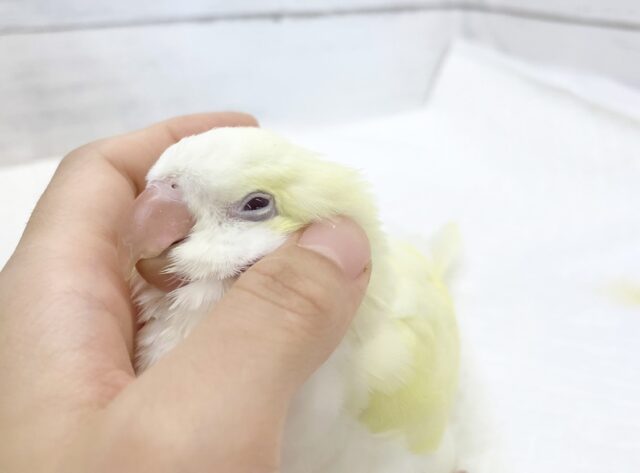 オキナインコ