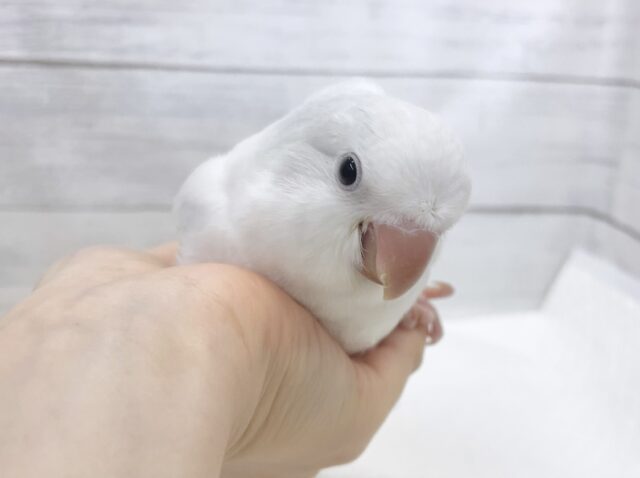 オキナインコ