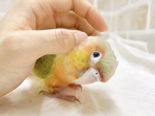 ウロコフェア第二弾✨🎉🥳開催中 説明画像です