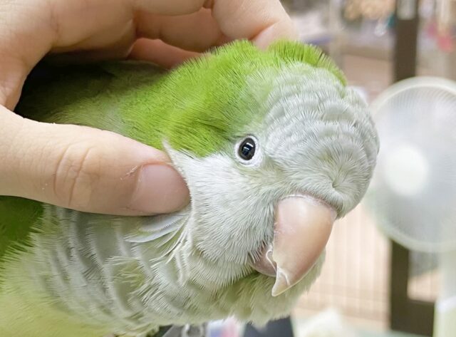 最新画像あり⭐️動画あり⭐️モフモフ界の頂点💚オキナインコ（グリーン）