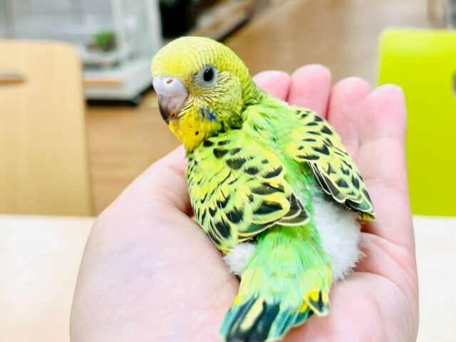 セキセイインコ