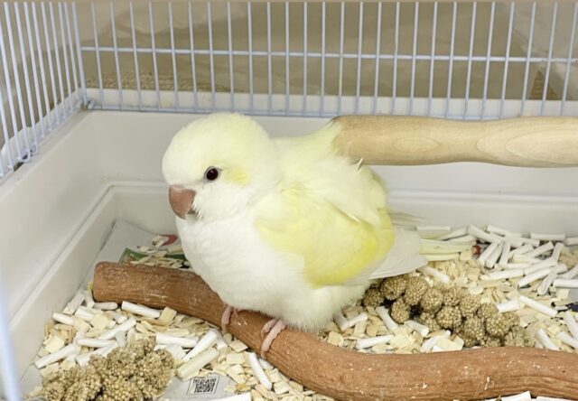 オキナインコ