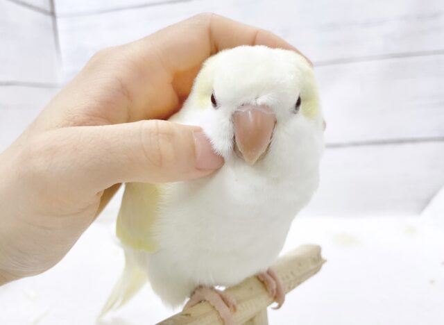 オキナインコ
