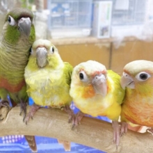 ウロコフェア第二弾✨🎉🥳開催中