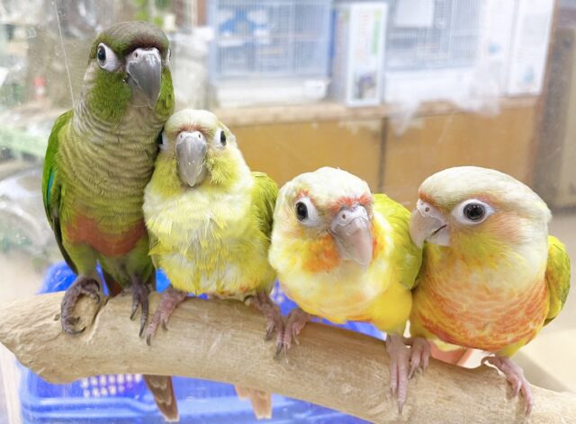 ウロコフェア第二弾✨🎉🥳開催中 ウロコフェア第二弾✨🎉🥳開催中