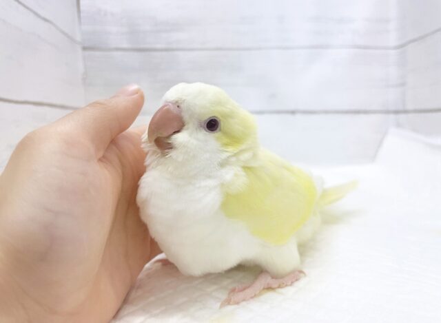 オキナインコ