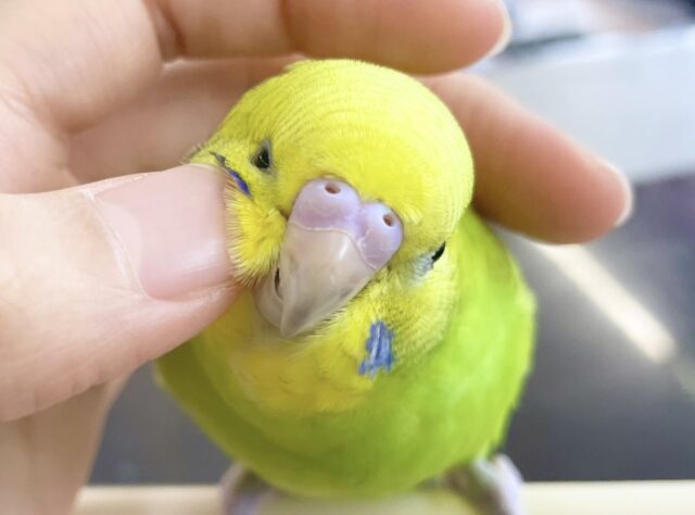 最新画像あり⭐️王道人気カラー🍀セキセイインコ（グリーンスパングル）
