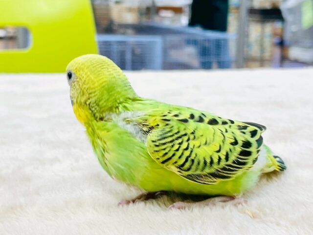 セキセイインコ