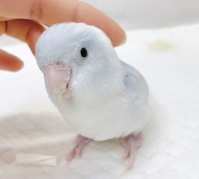 最新画像あり⭐️動画あり⭐︎人気カラー🩵マメルリハインコ(アメリカンホワイト) 最新画像あり⭐️動画あり⭐︎人気カラー🩵マメルリハインコ(アメリカンホワイト)
