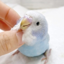 最新画像あり⭐️青空カラー🩵🤍セキセイインコ（ブルースパングル）