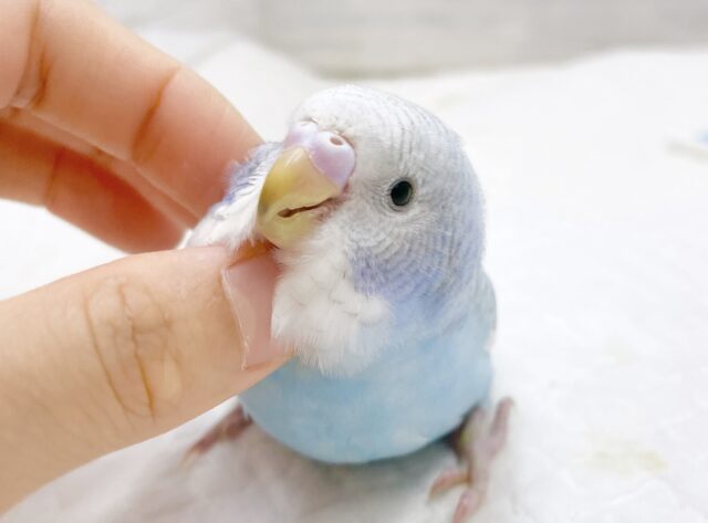 最新画像あり⭐️青空カラー🩵🤍セキセイインコ（ブルースパングル）