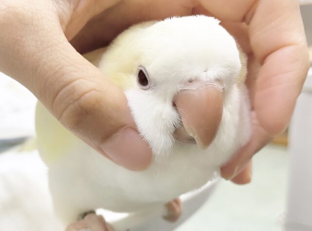 オキナインコ