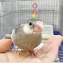 最新画像あり⭐️キュートフェイスな桜さん🥰桜文鳥