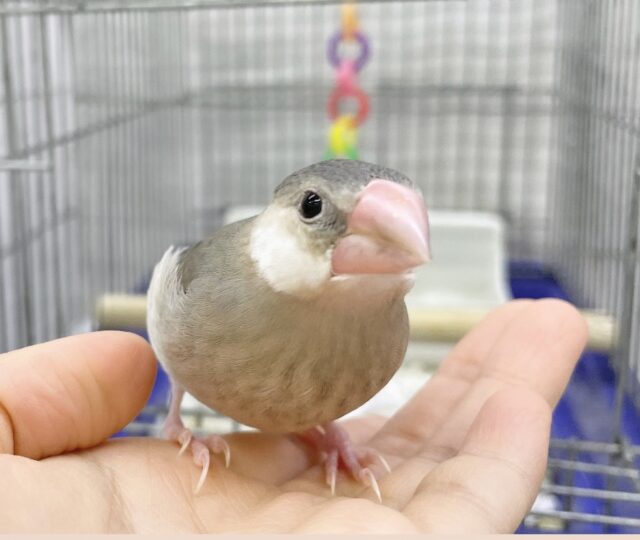 最新画像あり⭐️キュートフェイスな桜さん🥰桜文鳥