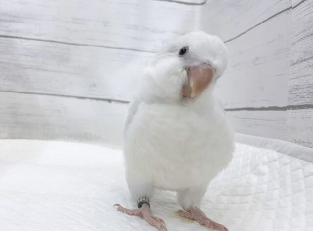 オキナインコ