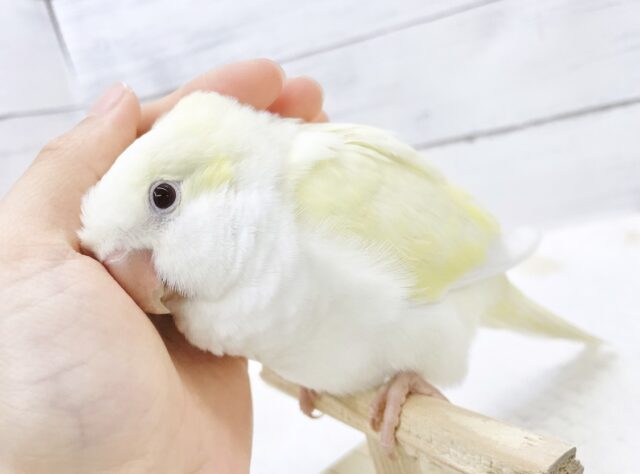 オキナインコ