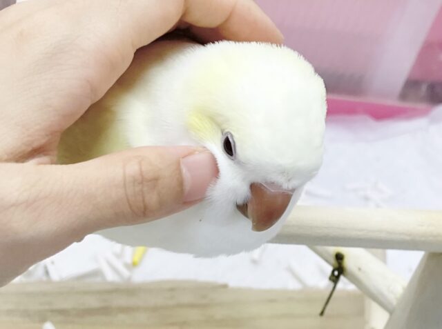 オキナインコ