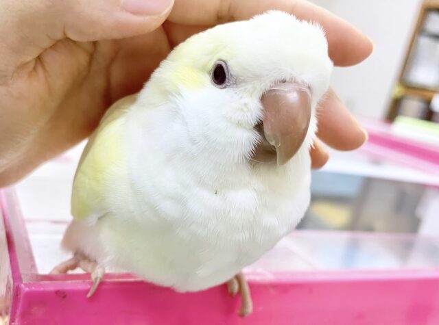 オキナインコ