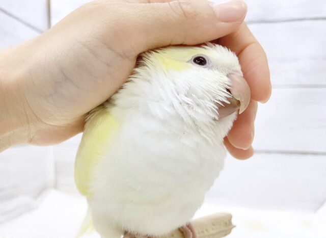 オキナインコ